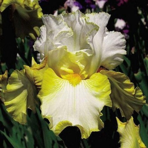 Iris MORNING SUNRISE