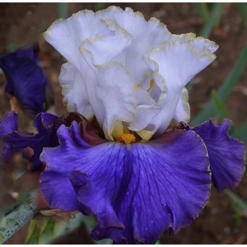 Iris MOUNT GERLACH