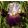 Iris MYSTERIOUS ZODIAC