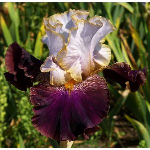 Iris MYSTERIOUS ZODIAC