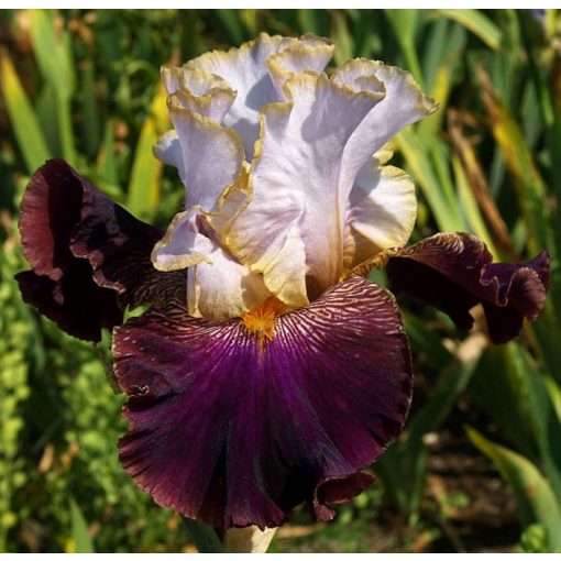 Iris MYSTERIOUS ZODIAC