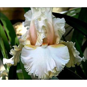 Iris NATURAL BLOND