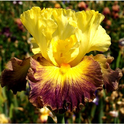 Iris NEOWISE