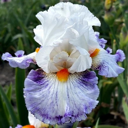 Iris NEW GOTHIC