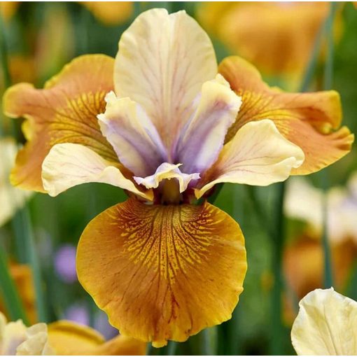 Iris NIGHT CRAWLERS