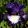 Iris NIGHT TREAT
