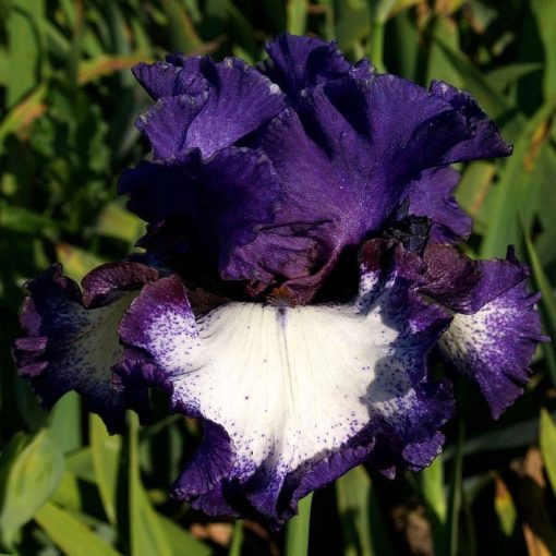 Iris NIGHT TREAT