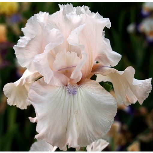 Iris NIRVANA
