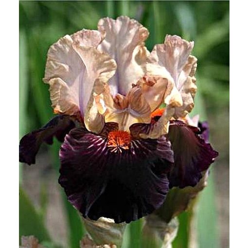Iris NO RESTRAINT