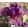 Iris NOTATION