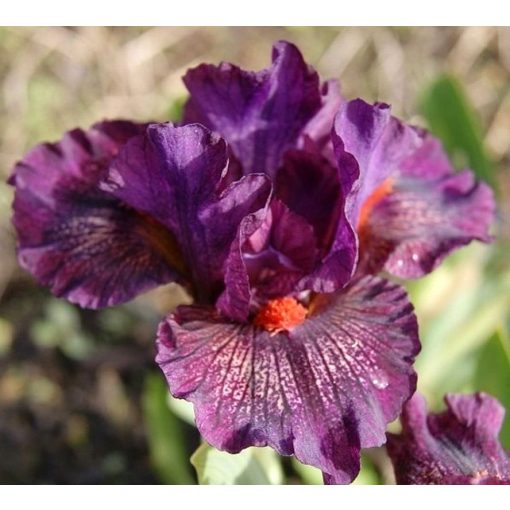 Iris NOTATION