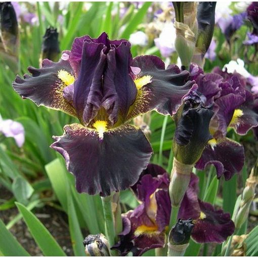 Iris OBLIVION