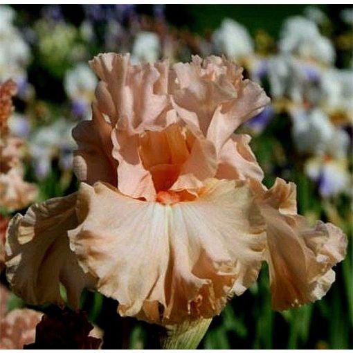 Iris ODE TO PEACE