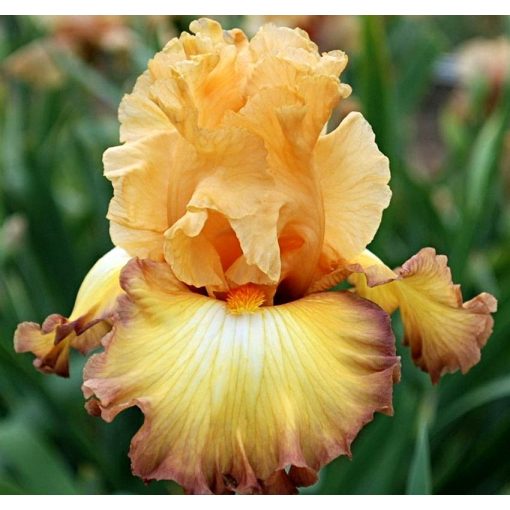 Iris OIL PAINTING