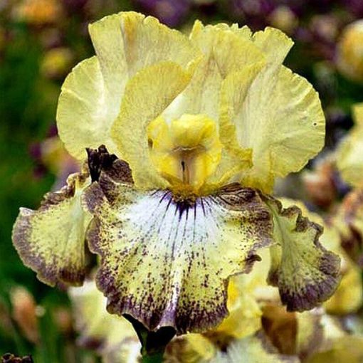Iris OMINOUS STRANGER