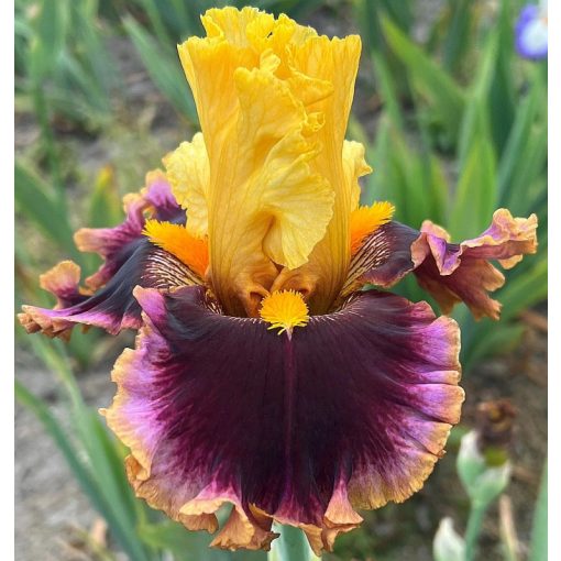 Iris ON EDGE OF GALAXY