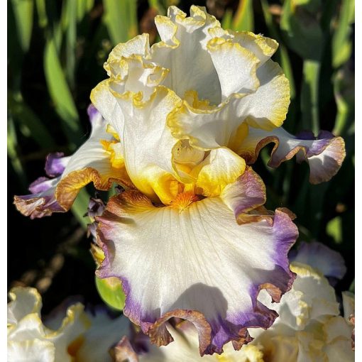 Iris ON EDGE OF PARADISE
