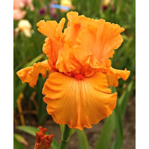 Iris ORANGE EXPRESS
