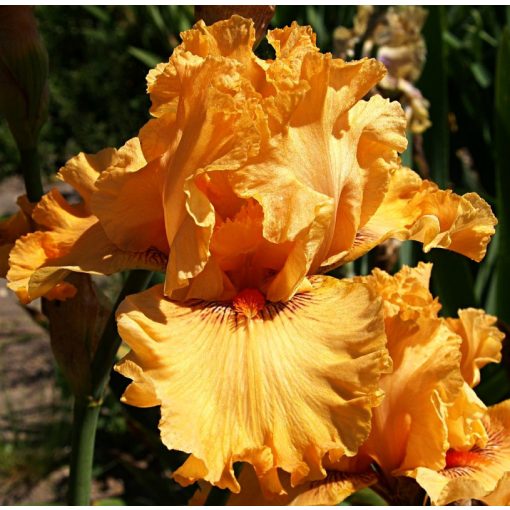 Iris ORANGE MINT