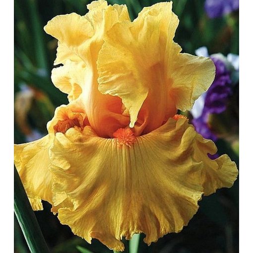 Iris ORANGE MUSIC