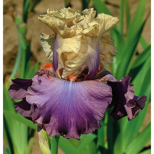 Iris ORATORIO