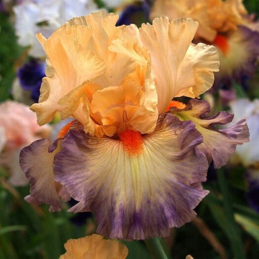 Iris OREGON GIRL