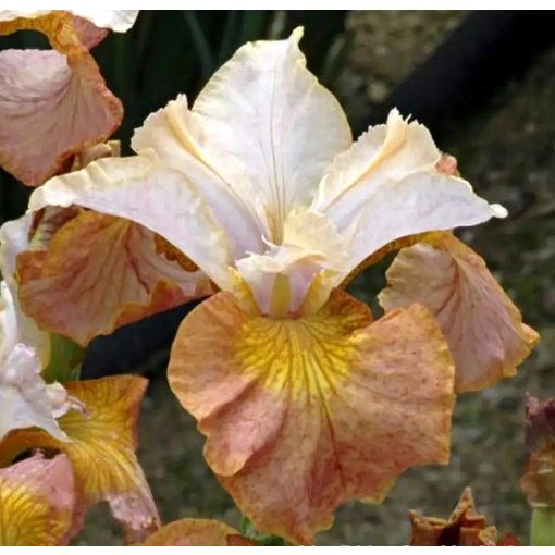 Iris OUTSIDE THE BOKSZ