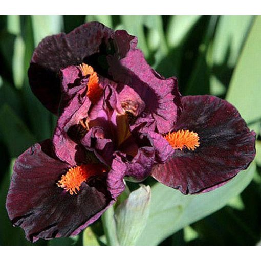 Iris OUTSPOKEN