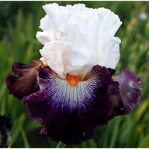 Iris OVERDRESSED