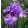 Iris PACIFIC FIRE