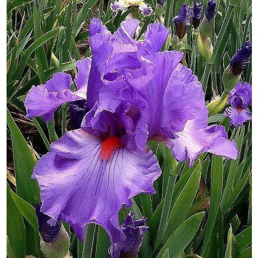 Iris PACIFIC FIRE