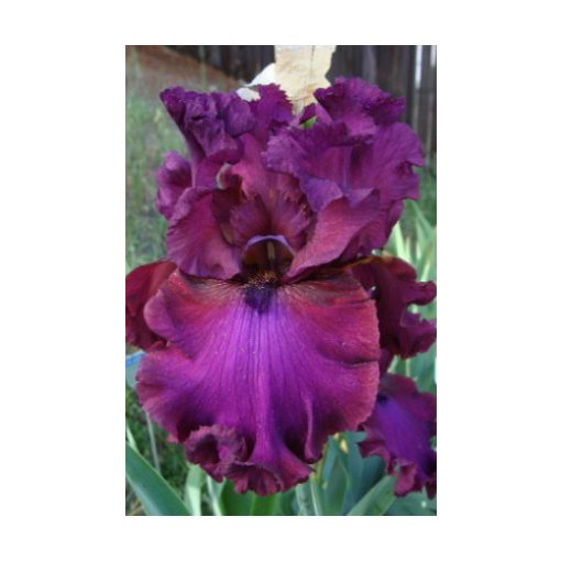 Iris PALLACE SYMPHONY