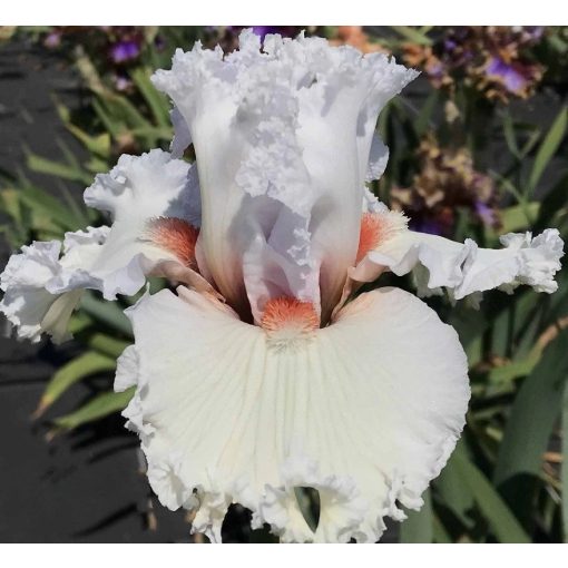 Iris PALOMA BLANCA