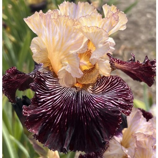 Iris PAPAYA PARADISE