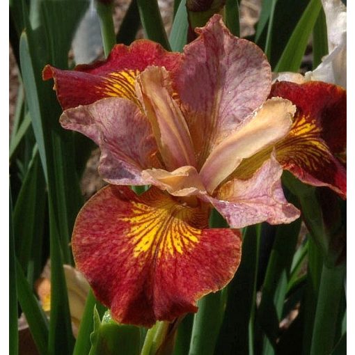 Iris PAPRIKASH
