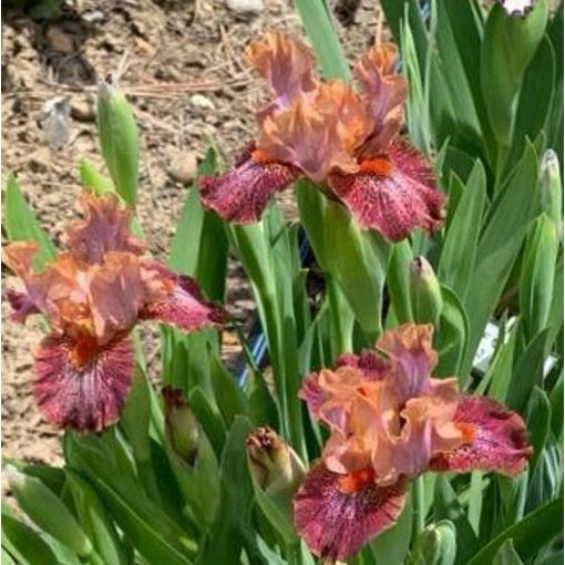 Iris PARADE STAR