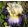 Iris PARADISE TONES