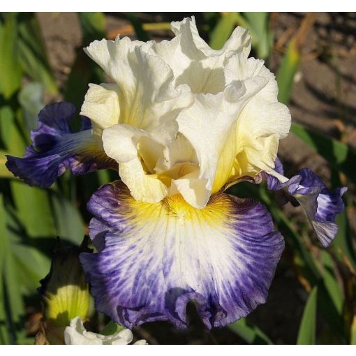 Iris PARADISE TONES