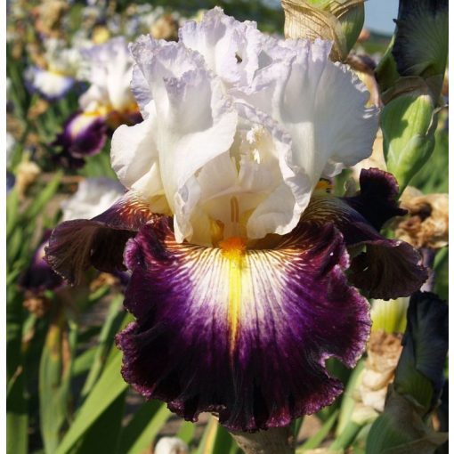 Iris PARADISE VALLEY