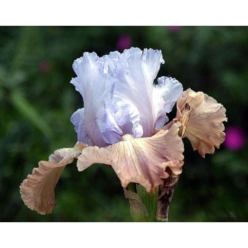Iris PASSING CLOUDS