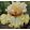 Iris PASSIONATELY YOURS