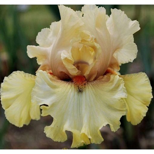Iris PASSIONATELY YOURS