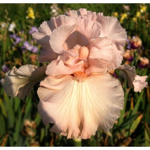 Iris PASTEL CLASSIC