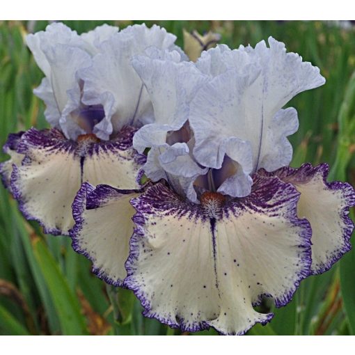 Iris PASTEL PATTERNS