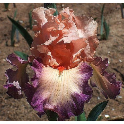 Iris PATH TO HEAVEN
