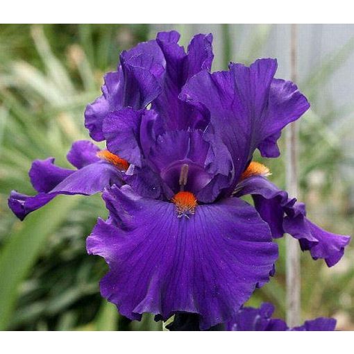Iris PAUL BLACK