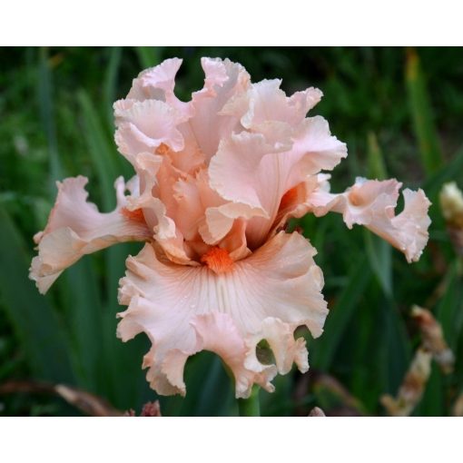 Iris PEACH DREAM