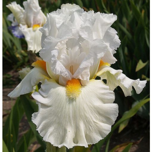 Iris PEARL IN HEAVEN