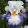Iris PEARL IN PARADISE