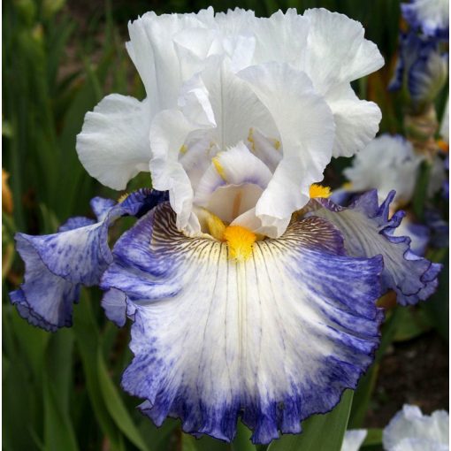 Iris PEARL IN PARADISE